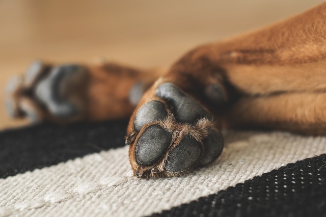 Why It’s Important to Trim Your Dogs Nails Regularly?