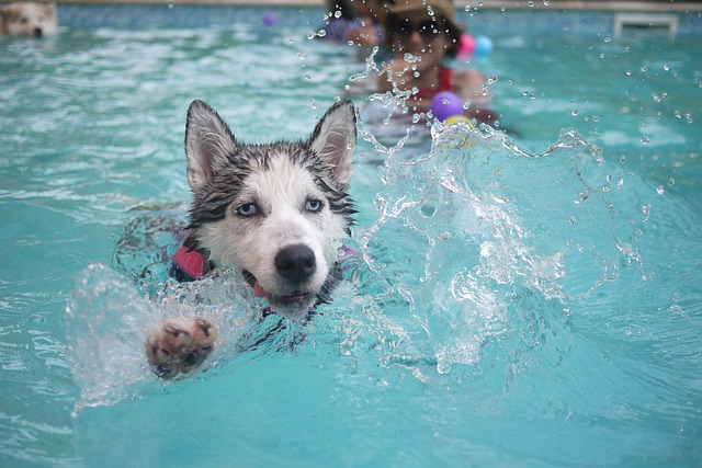 Do Puppies Know How To Swim?￼