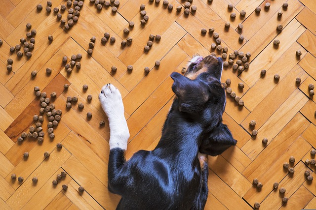 Will My Dog Like An Automatic Pet Food Dispenser?￼￼