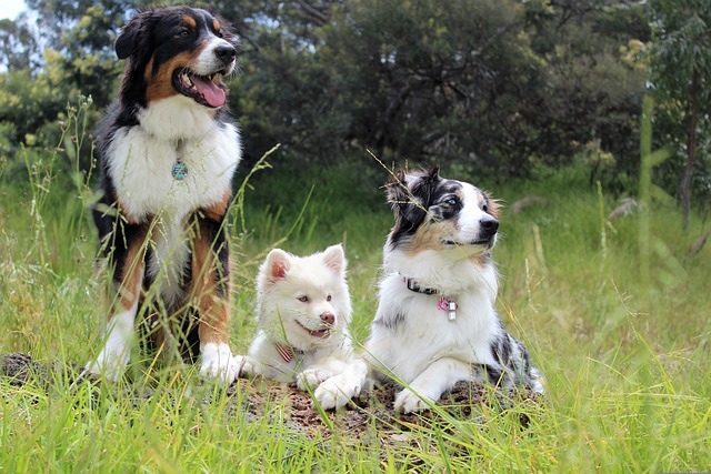 Should My Dog Take A Dog Socialization Class?￼