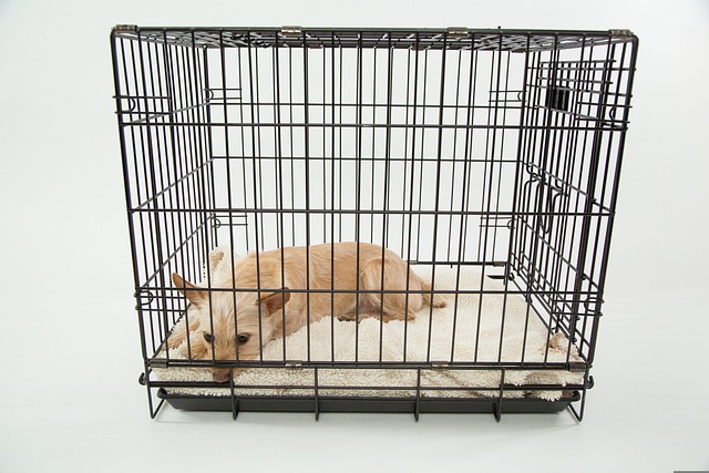 Why Do Puppies Hate Being Crated?￼