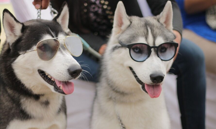 Is A Dogs Eyesight Better Than A Humans?￼