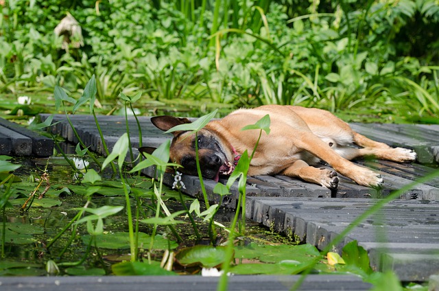 How To Keep My Dog Safe From Heatstroke?￼