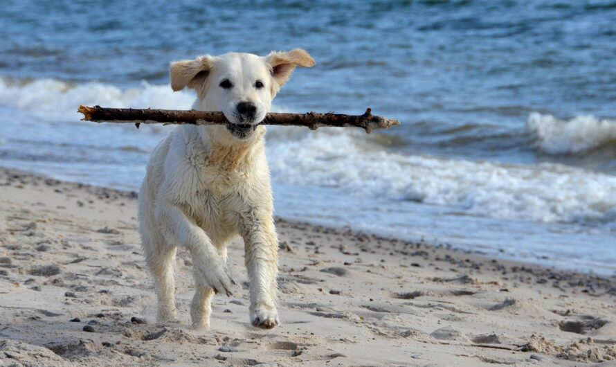 10 Rules When Walking Your Dog On The Beach￼
